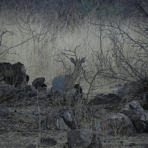 Damara Dik Dik Namibia