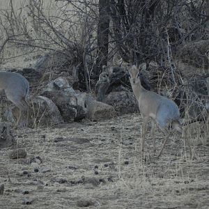 Damara Dik Dik Namibia