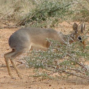 Damara Dik Dik Namibia