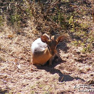 Damara Dik Dik Namibia