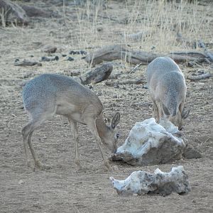 Damara Dik Dik Namibia