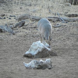 Damara Dik Dik Namibia