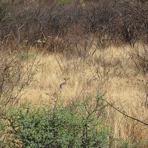 Damara Dik Dik Namibia