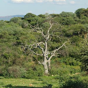 Tree Namibia