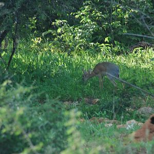 Damara Dik Dik Namibia