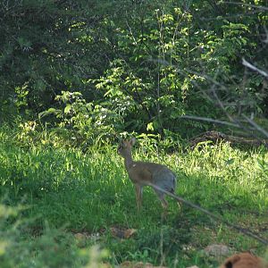 Damara Dik Dik Namibia