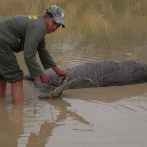 Waterbuck found dead Namibia