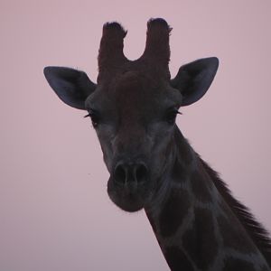 Giraffe Namibia