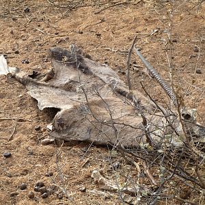 Gemsbok Carcass Namibia