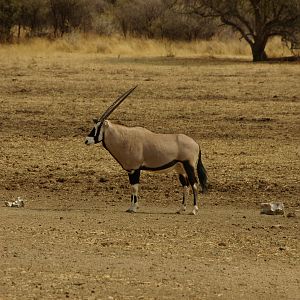 Gemsbok Namibia