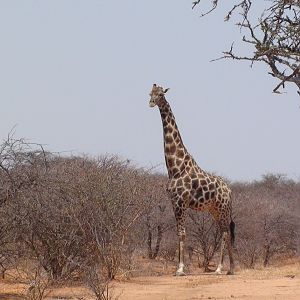 Giraffe Namibia