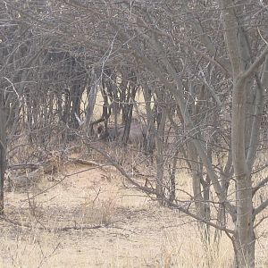 Greater Kudu Namibia