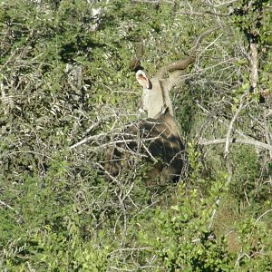 Greater Kudu Namibia