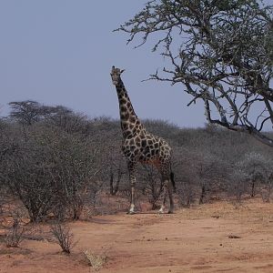 Giraffes Bull Namibia