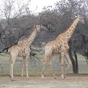 Giraffes Namibia