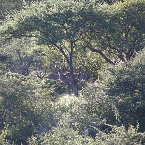 Greater Kudu Namibia