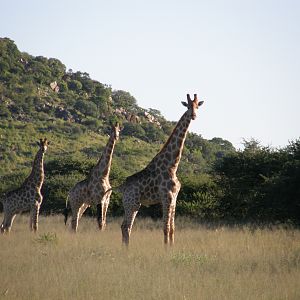 Giraffes Namibia