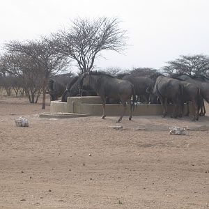 Blue Wildebeest Namibia