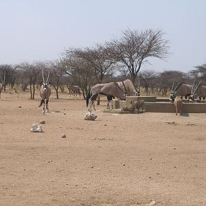 Oryx Namibia