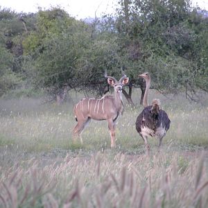 Kudu Ostrich Namibia