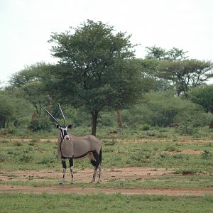 Gemsbok Namibia