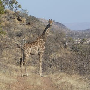 Giraffe Namibia