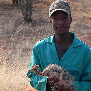 Ostrich Chick Namibia