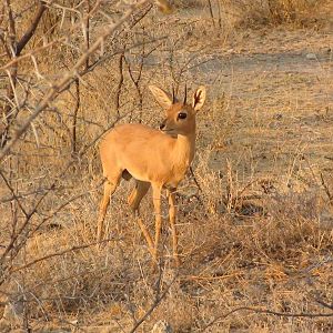 Steenbok Namibia