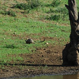 Tortoise Namibia