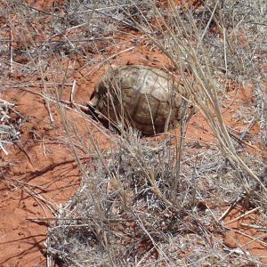 Tortoise Namibia