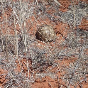 Tortoise Namibia