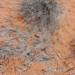 Tortoise Namibia