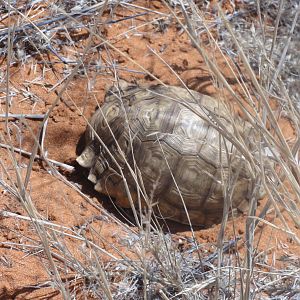 Tortoise Namibia