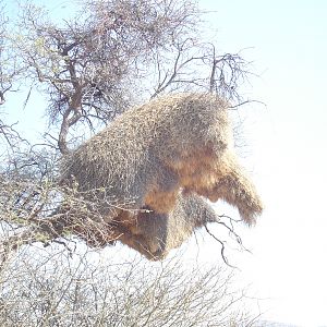 Weaver Nest Namibia