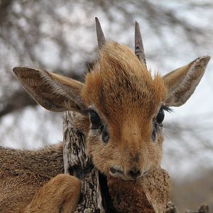 Damara Dik Dik Namibia