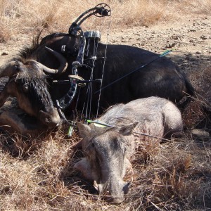 Hunting trip South Africa - my first Blue Wilderbeest and Warthog