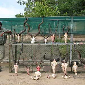 Trophies Namibia