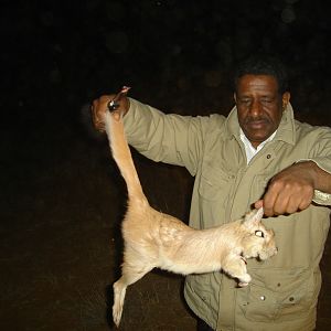 Hunting Springhare in Namibia