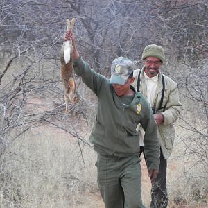 Hunting Hare in Namibia