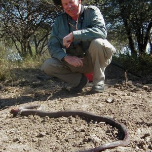 Mamba taken in Namibia