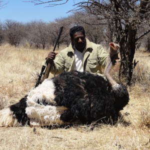 Hunting Ostrich in Namibia