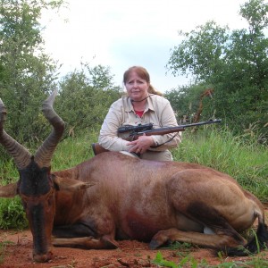 Hunting Red Hartebeest in Namibia