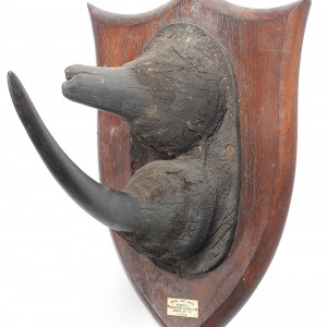 Black Rhinoceros Horns