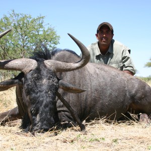 Hunting Blue Wildebeest in Namibia