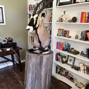 Gemsbok Pedestal Mount Taxidermy