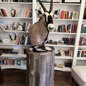 Gemsbok Pedestal Mount Taxidermy