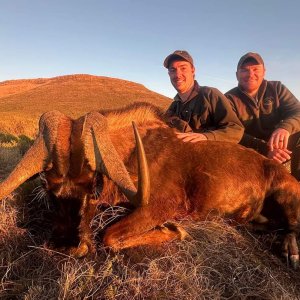 Black Wildebeest Hunt Eastern Cape South Africa