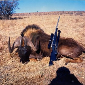 Black Wildebeest Hunt South Africa