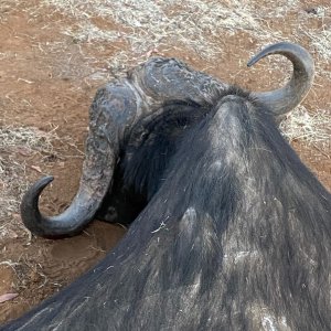 Hunting Cape Buffalo Zimbabwe