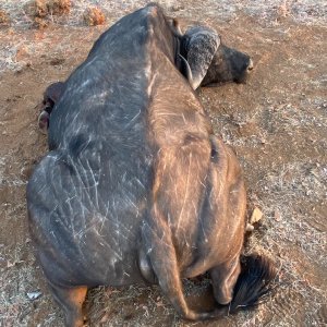 Hunting Cape Buffalo Zimbabwe